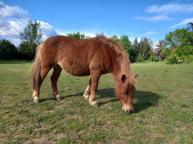 Gentils poneys à vendre