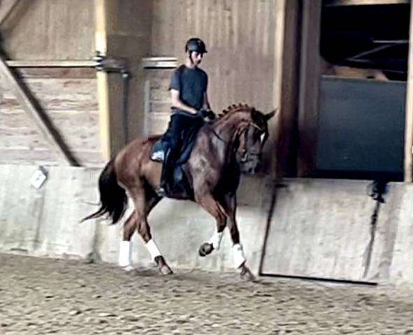 Hongre SF de 5 ans origine dressage 