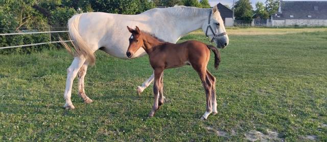 UZERCHE'JAC (SF) Cassini II/ Caprice d'elle 16 ans