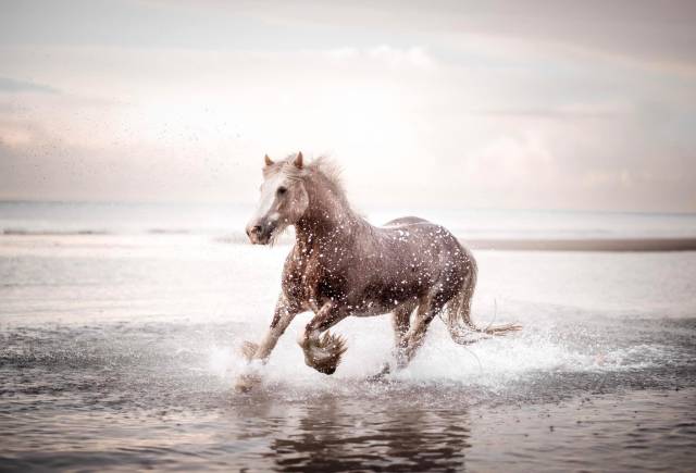 Irish cob 