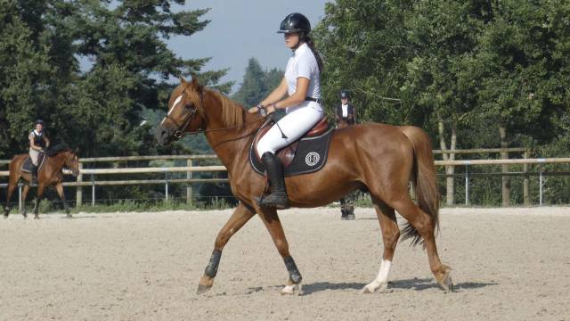 Top pour le circuit poney 