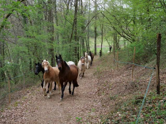 Pension pour chevaux Equi-piste Gers