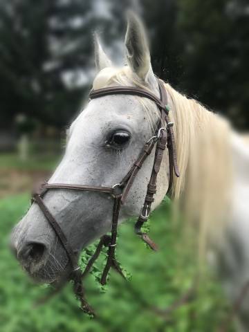 Filet en cuir équitation 