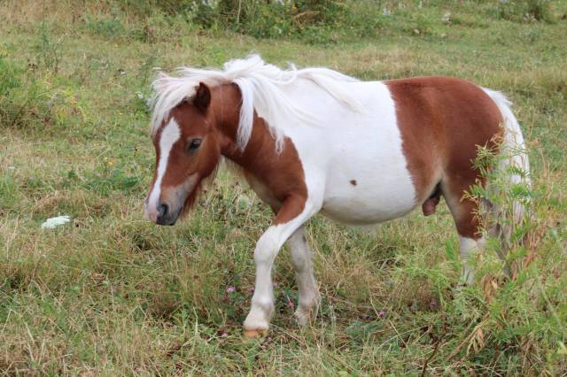 PONEY DE 1 AN ENVIRON 84 CM