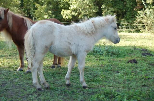 Pouliche shetland 