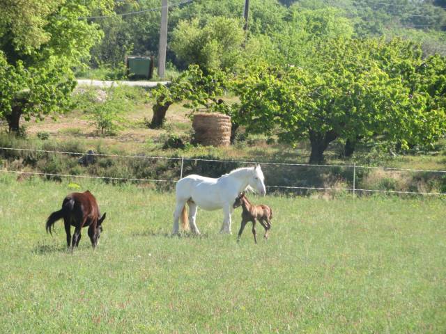 Ferme Equestre des Neyrons