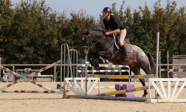 Hongre ONC Appaloosa de 8ans 