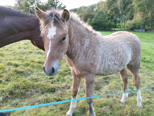 Poulain curly/fjord 