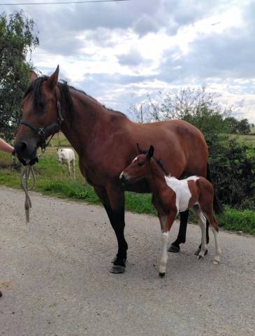 jument poulinière pur race espagnol suité