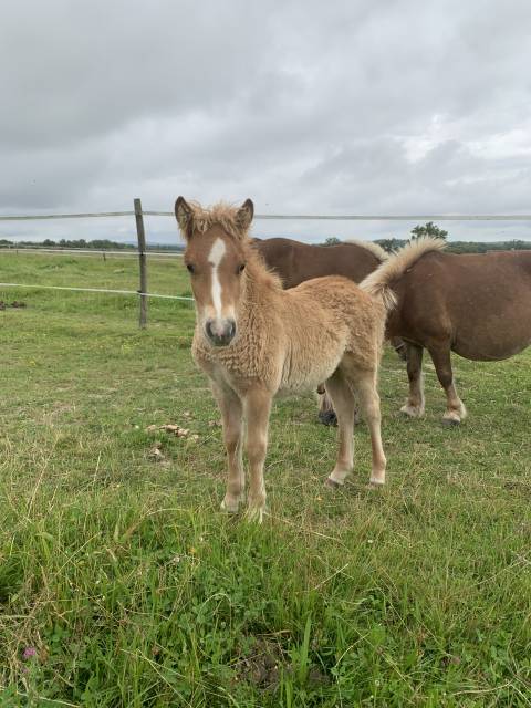 Poulain ONC type shetland 