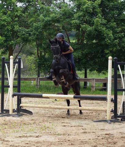 cheval à vendre  pur-sang anglais de 10 ans