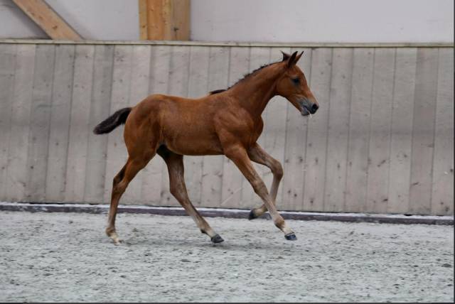 Chic poulain par Andiamo SEMILLY