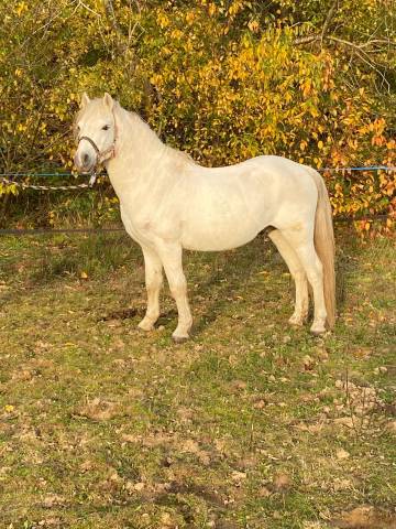 Welsh à Vendre 