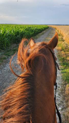 Cheval  Onc19 ans à confier à bonne famille prix 800 €