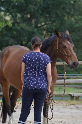 vends poulinière au sevrage pp