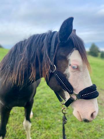 Pouliche Paint Horse 