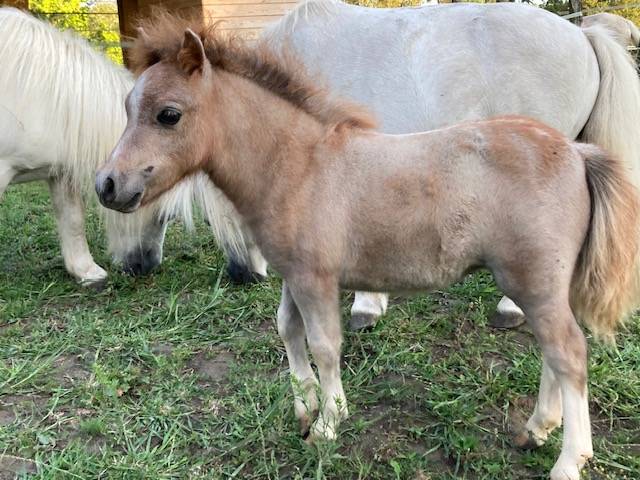 ponette type SHETLAND