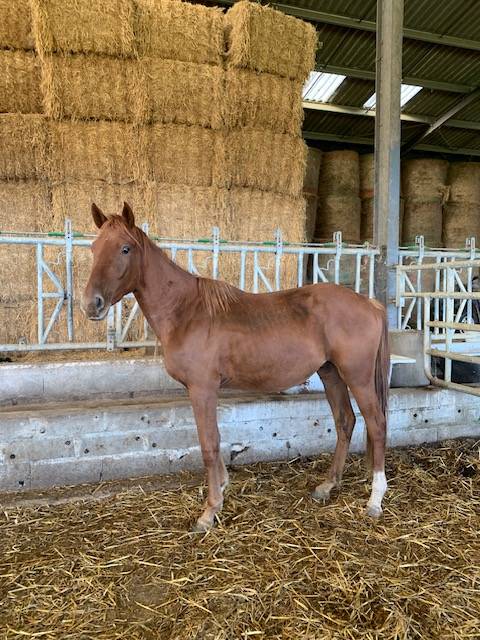 CHEVAL SELLE FRANCAIS HONGRE NE EN 2022