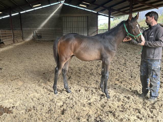 Foal selle français 