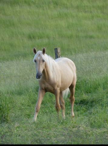 Cheval a vendre palomino 18mois