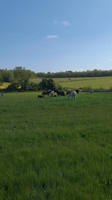 Ecurie de propiétaire / pension chevaux