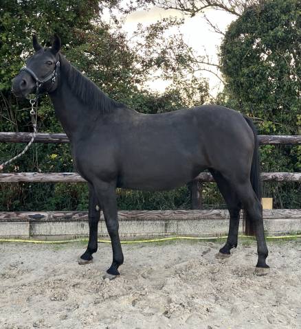 Poulinière dressage seule ou suitée 