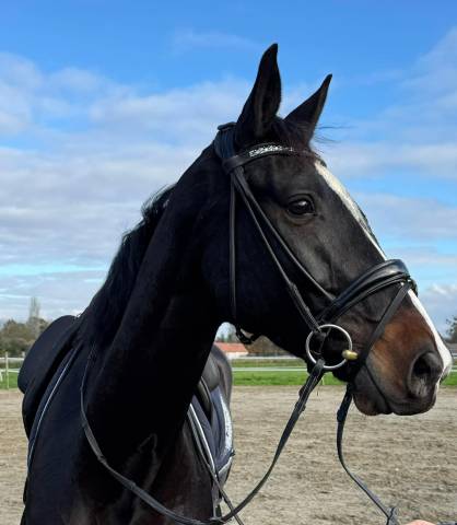 Jument de 4 ans dressage 