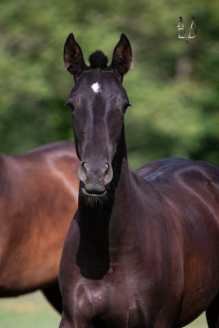 Pouliche Pure Race Espagnole 2,5 ans