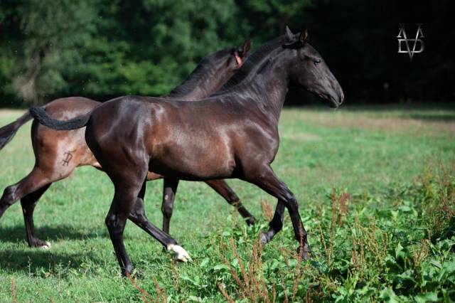 Pouliche Pure Race Espagnole 2,5 ans