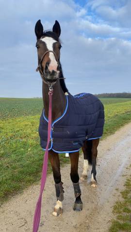 Jument de Dressage 5 ans 