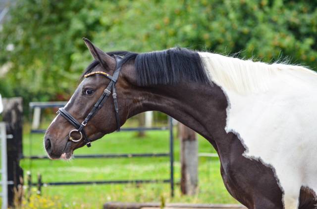 Magnifique hongre de 4 ans KWPN 