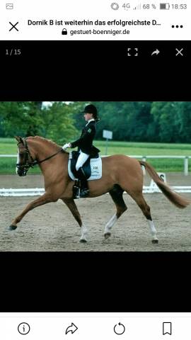 Très beau poney avec belles allures