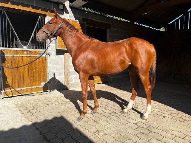 Yearling AQPS par Robin of Navan