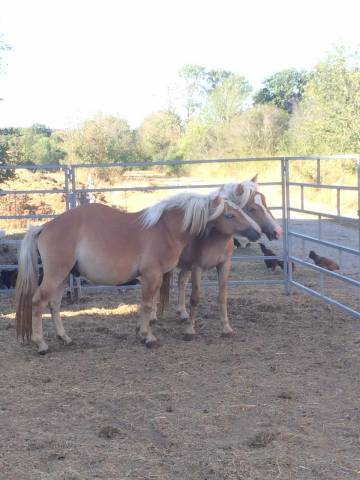 Gentil poney avec dos ronde â donner pour un bon place 