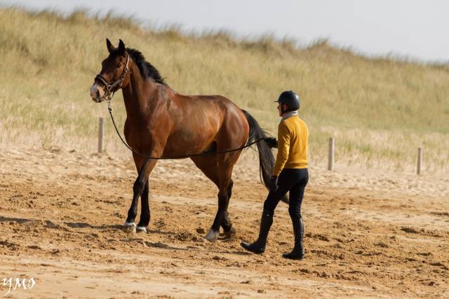 Vends cheval de loisir SF