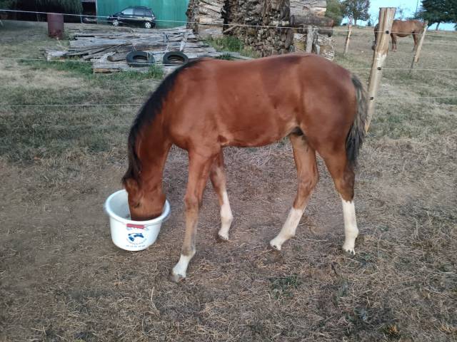 Poulain foal SF