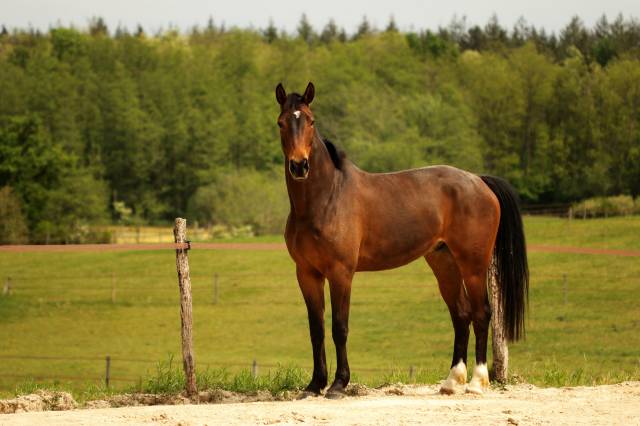 Cheval de dressage