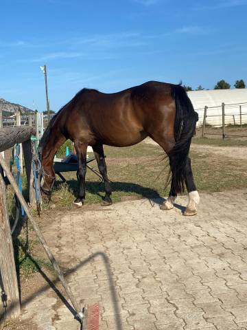 Don cheval trotteur retraite pleins papiers 