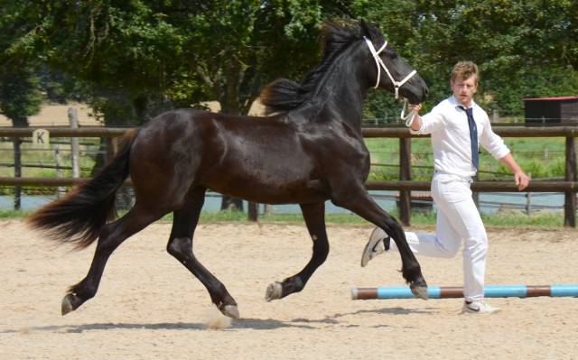 Pouliche frison Yness 2 ans