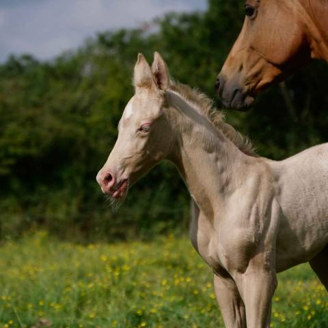 Pouliche Akhal Teke OLESYA IZLAYON