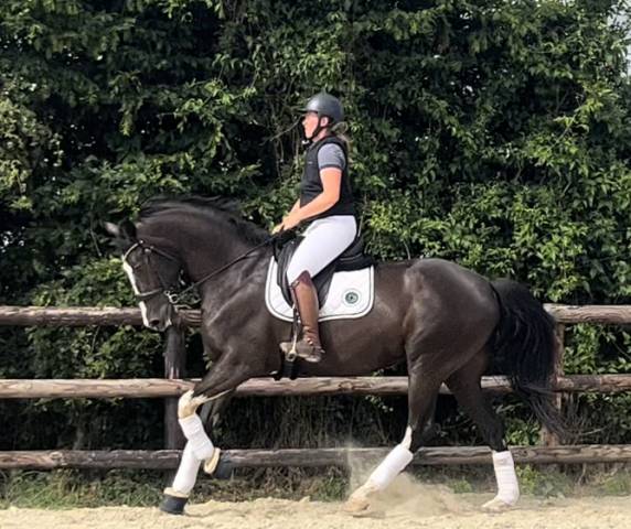 Magnifique poulinière dressage 