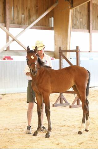 Yearling À Vendre Opportunité à saisir 