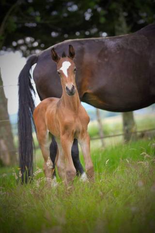 Pouliche origine dressage hannovrien 