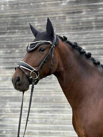 Partenaire de Dressage - 8 ans - PRE 