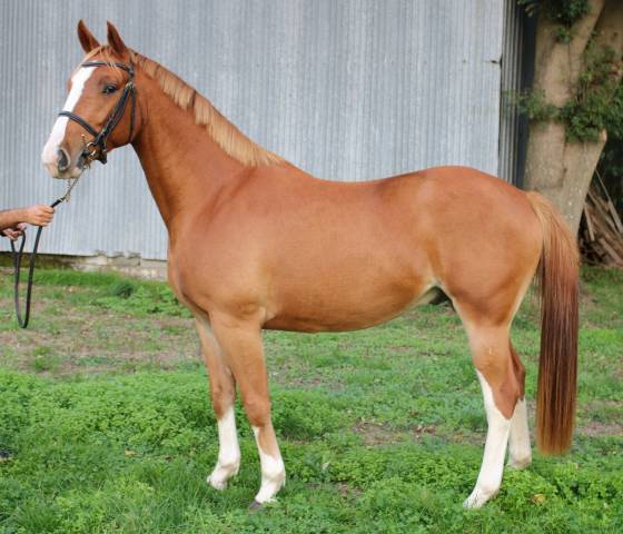 Cheval 5 ans A Vendre