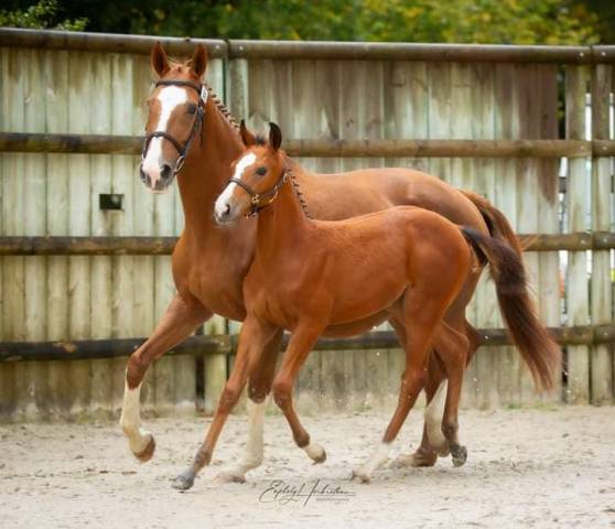 Foal (Femelle) par Chacco Rouge