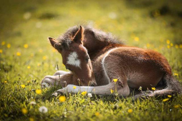 Poulain welsh pony - excellentes origines