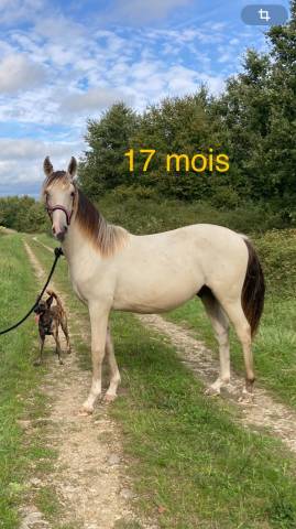 Magnifique poulain 2023 PP Pure race espagnol 