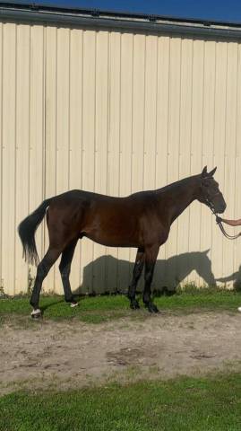 Très beau cheval 4 ans 168 cm 