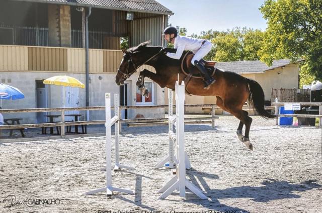 Jument 16ans selle français section A par KANNAN, mère 